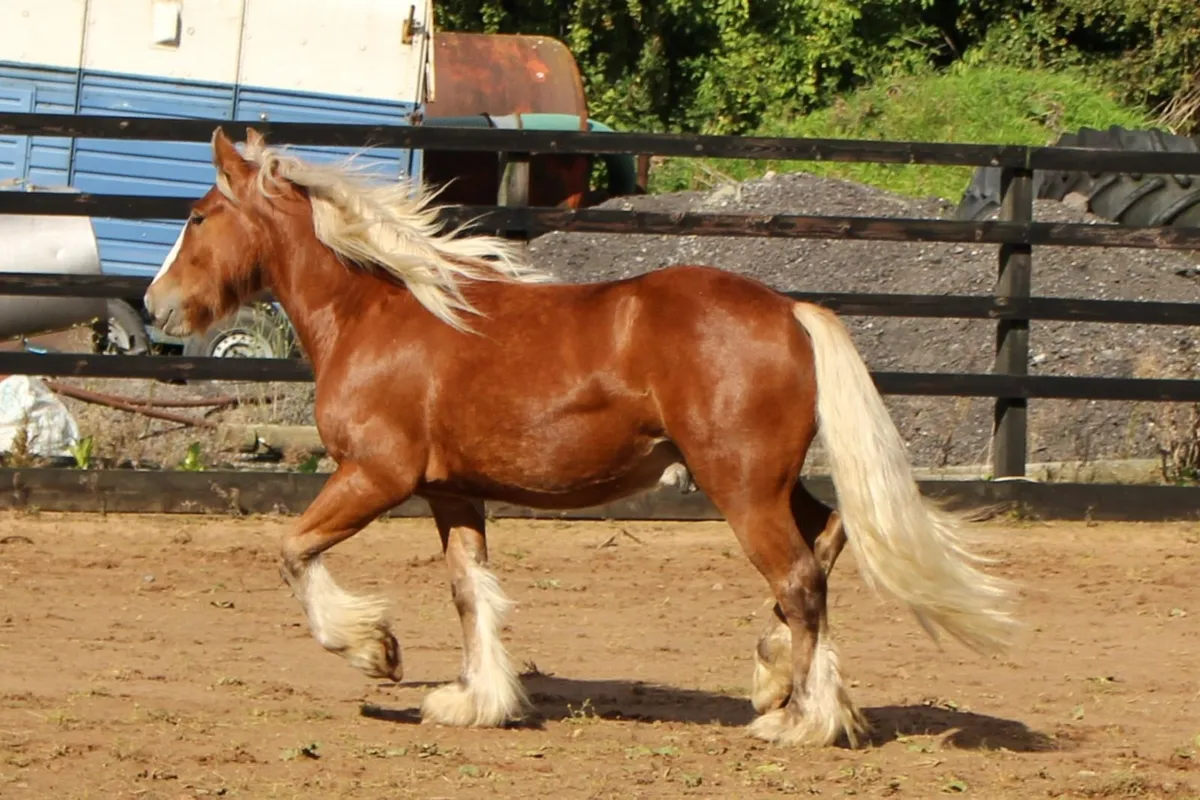 Full Pedigree IC Silver bay Gelding to make 14.3h - Image 4