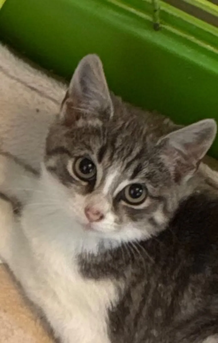 Catstrust adoption and protection. Rescued . - Image 1