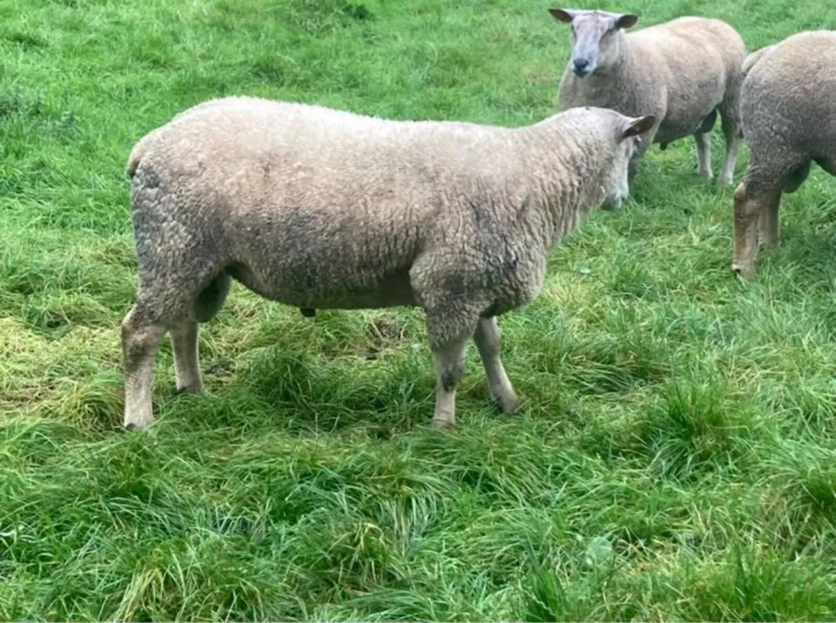 Charollais Rams FOR SALE - Image 3