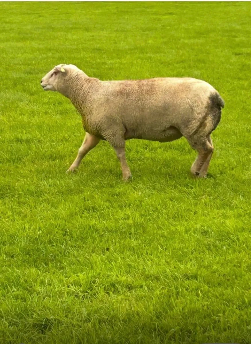 Charollais Rams FOR SALE - Image 1