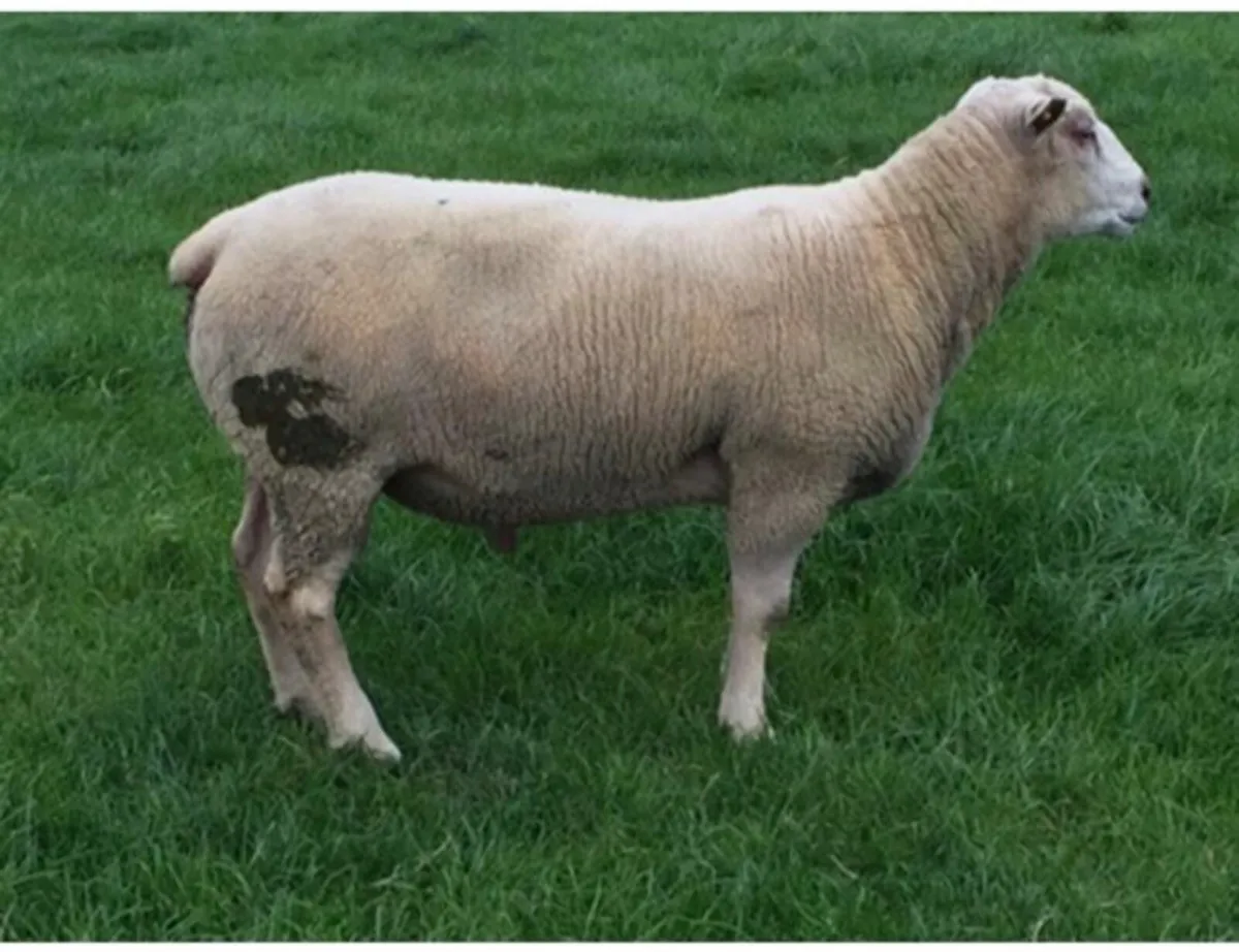 Charollais Rams FOR SALE - Image 2