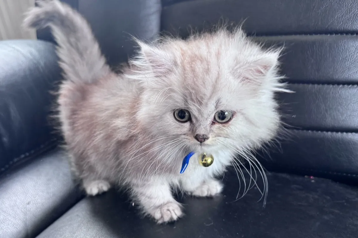 Chinchilla Persian kitten - Image 1