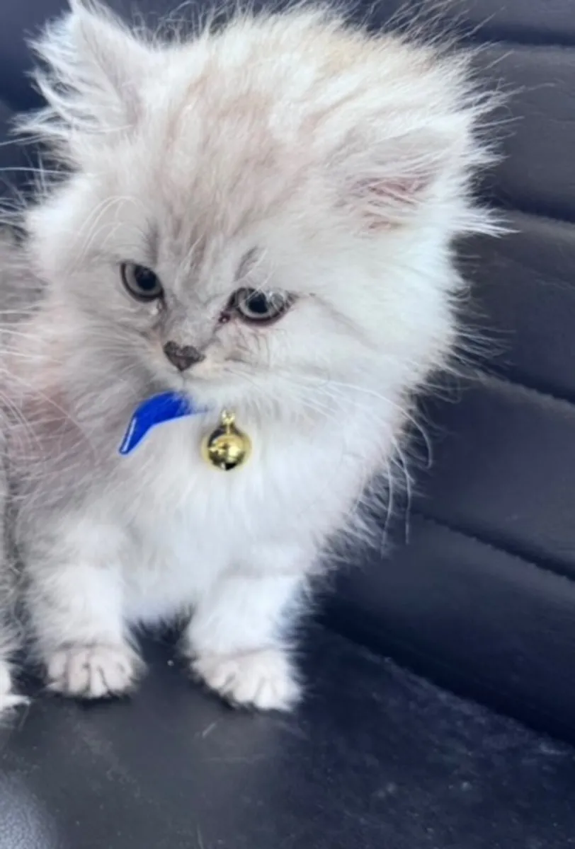 Chinchilla Persian kitten - Image 2