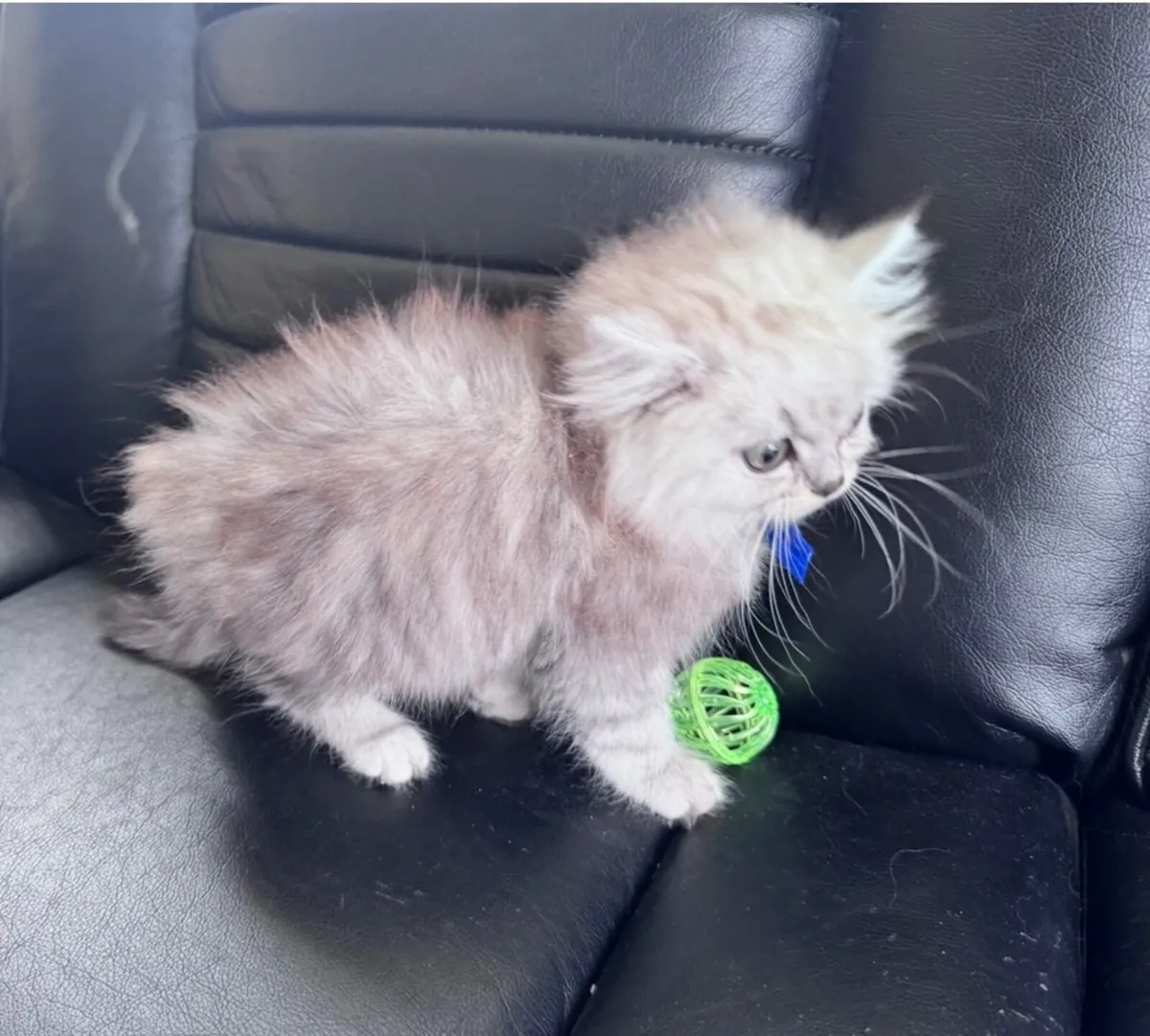 Chinchilla Persian kitten - Image 3