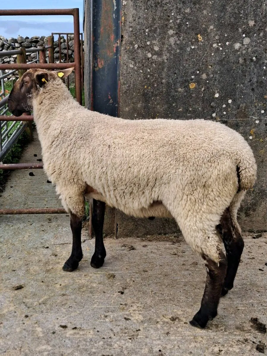 BL x Suffolk Hogget Ram - Image 1