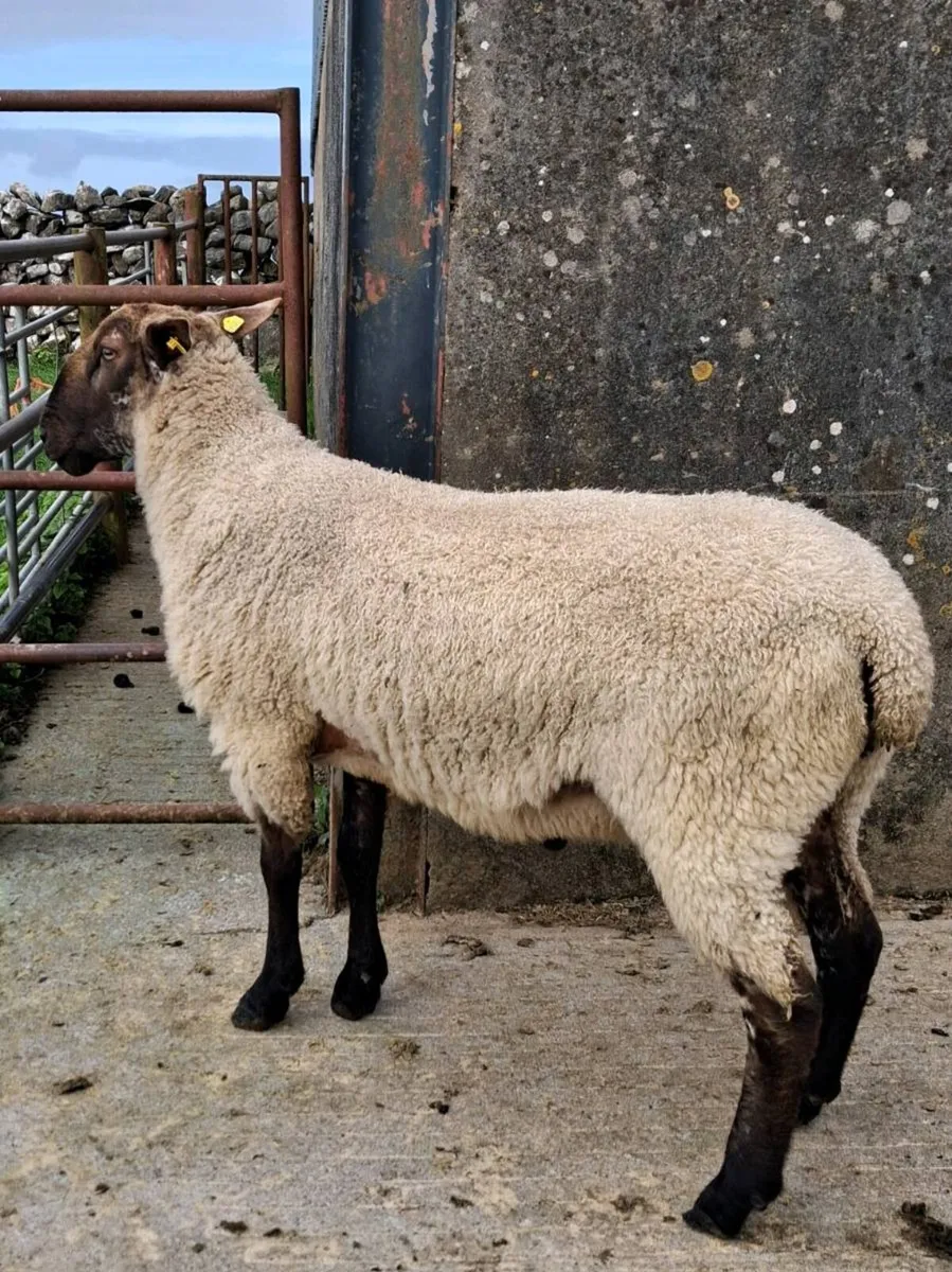 BL x Suffolk Hogget Ram - Image 2