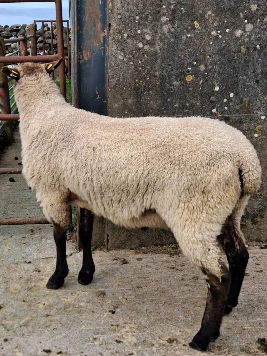 BL x Suffolk Hogget Ram - Image 3