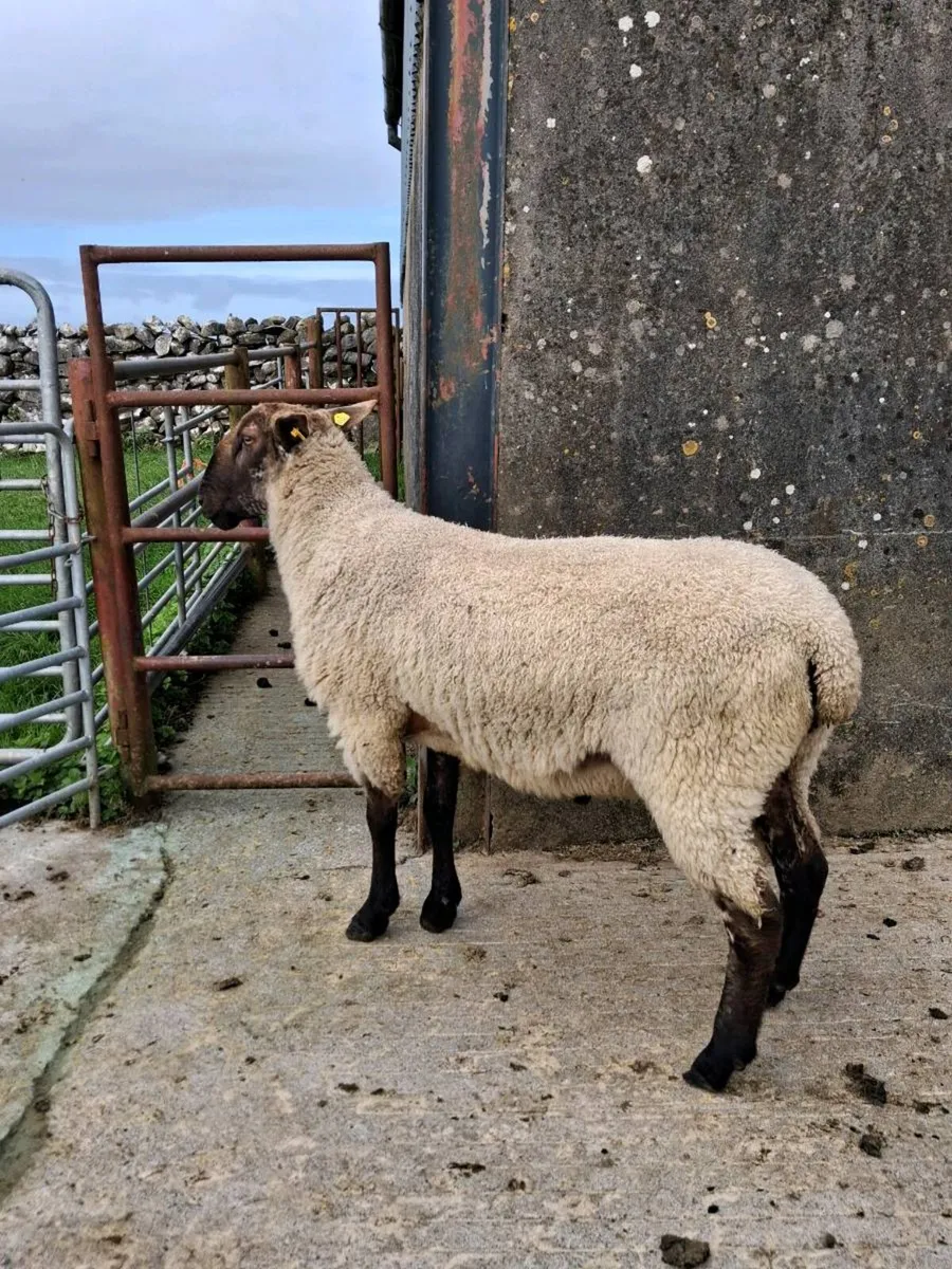 BL x Suffolk Hogget Ram - Image 4