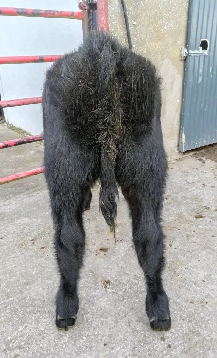 SUCKLER  BRED  WEANLING - Image 2