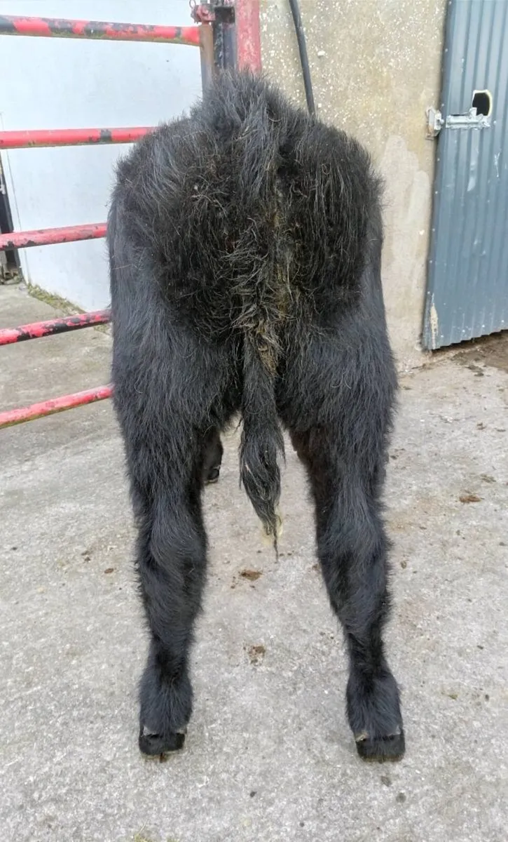 SUCKLER  BRED  WEANLING - Image 3