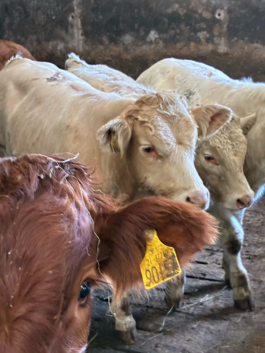 20 SUPER QUALITY CH/LMX  BULL WEANLINGS 320KG - Image 2