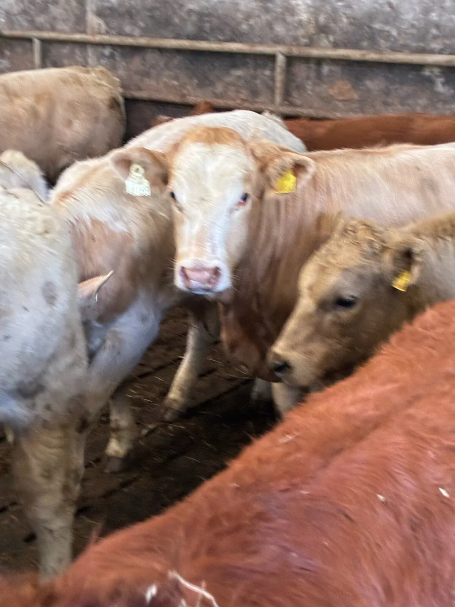 20 SUPER QUALITY CH/LMX  BULL WEANLINGS 320KG - Image 1