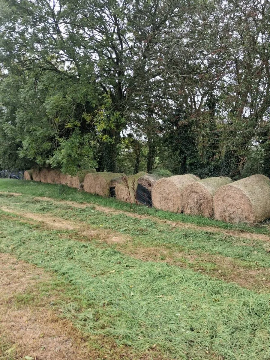 Beeding&feed - Image 1