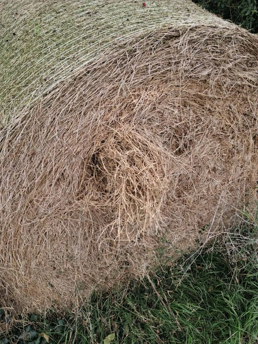Beeding&feed - Image 2