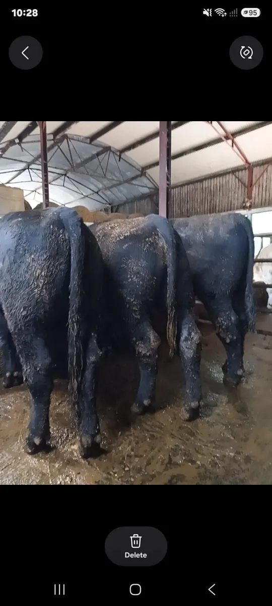PBR Angus Bull for sale - Image 3