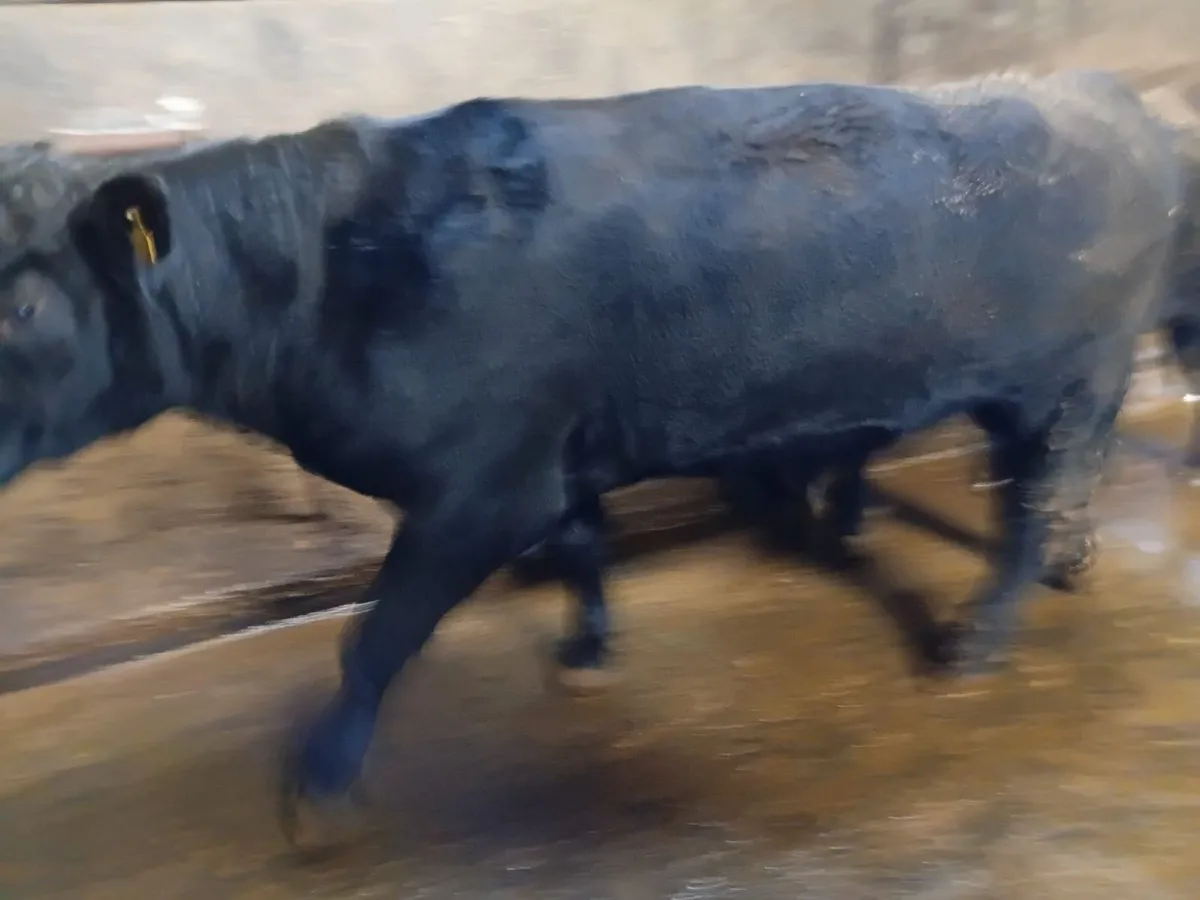 PBR Angus Bull for sale - Image 4