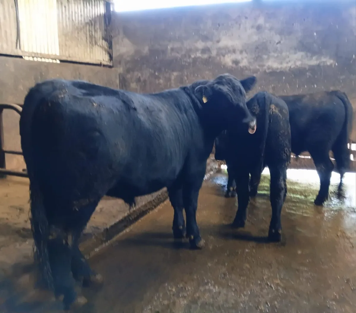 PBR Angus Bull for sale - Image 1