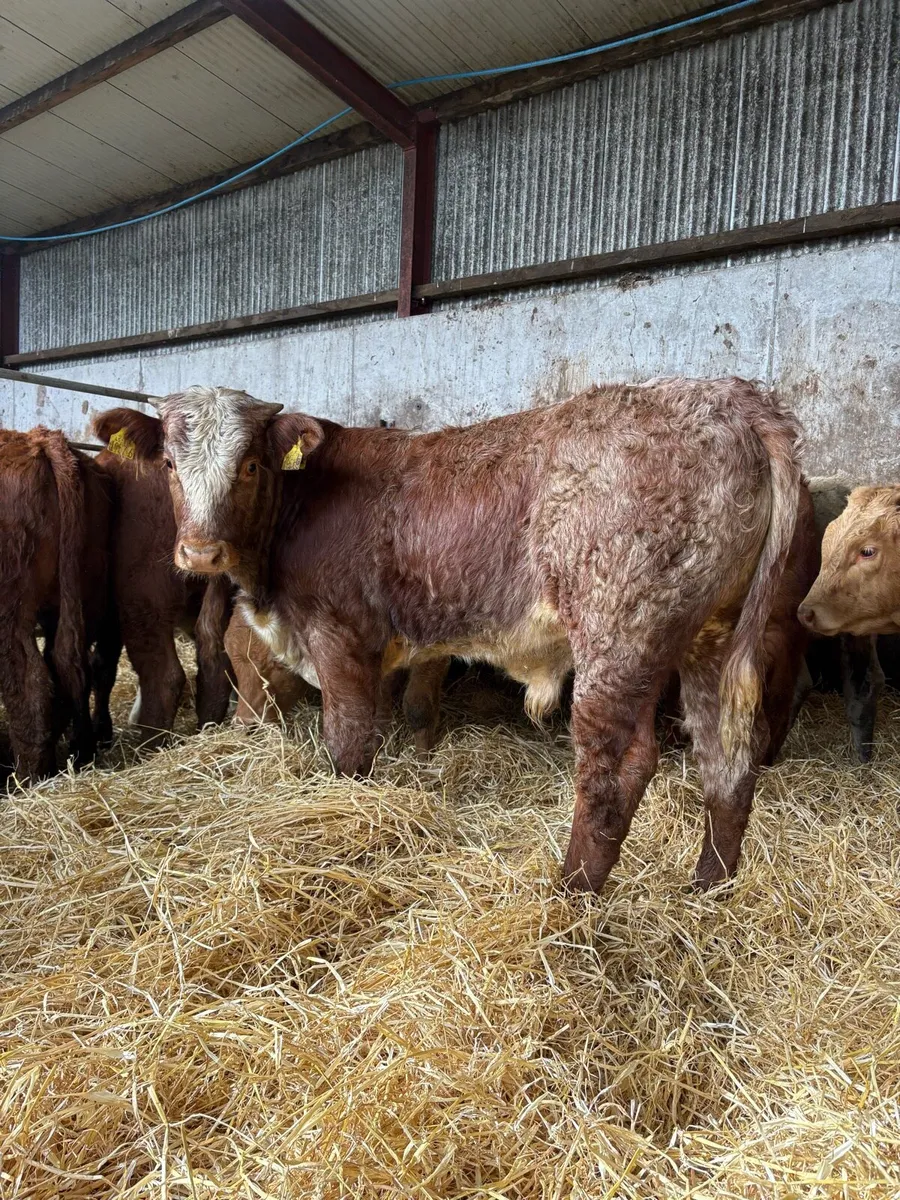 12 smashing Charolais and limousin bulls - Image 1