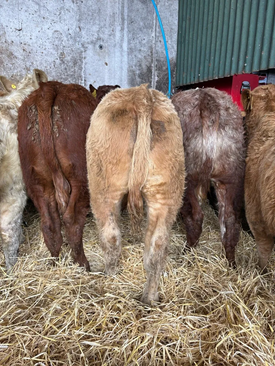 12 smashing Charolais and limousin bulls - Image 2