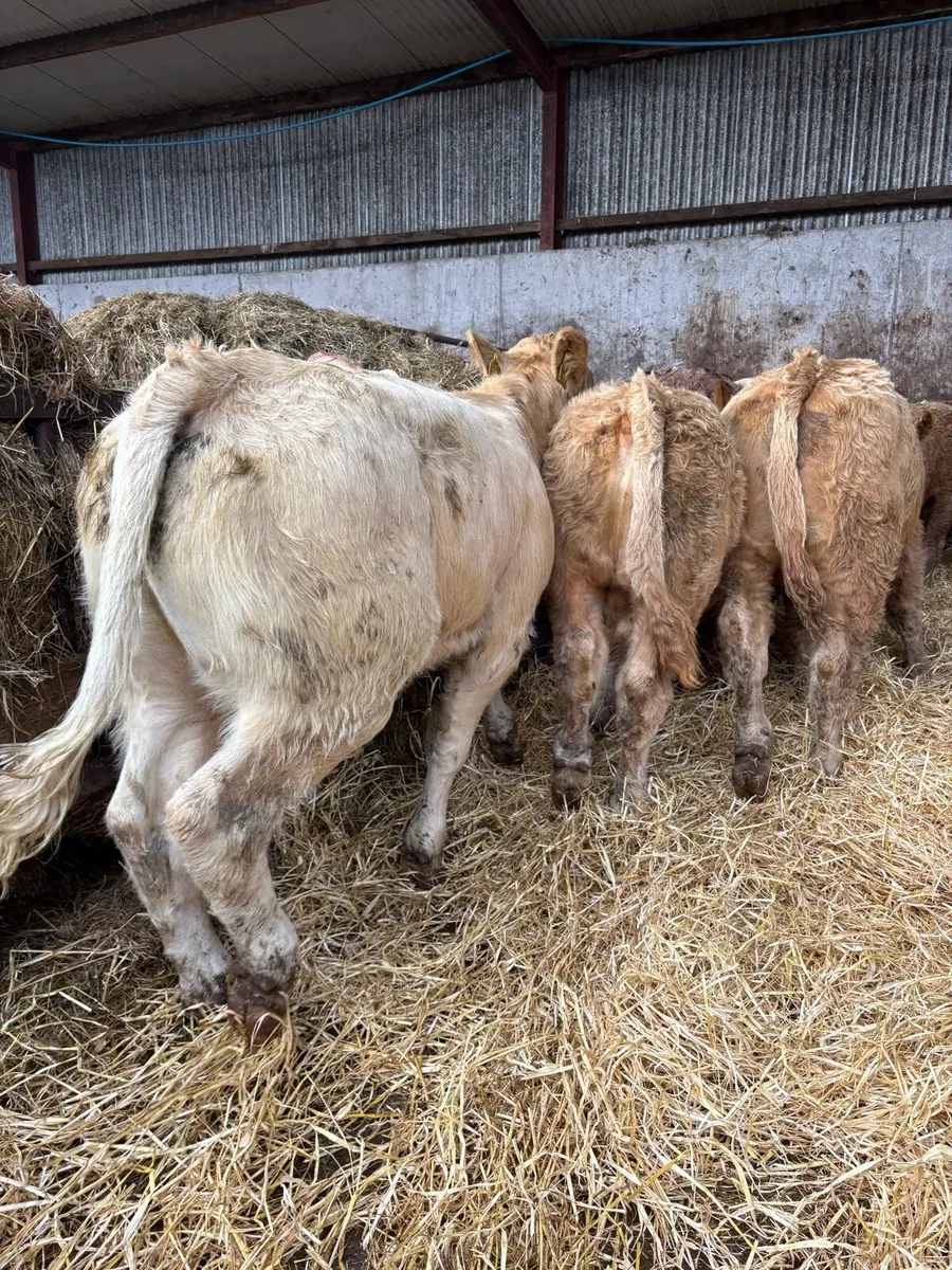12 smashing Charolais and limousin bulls - Image 3