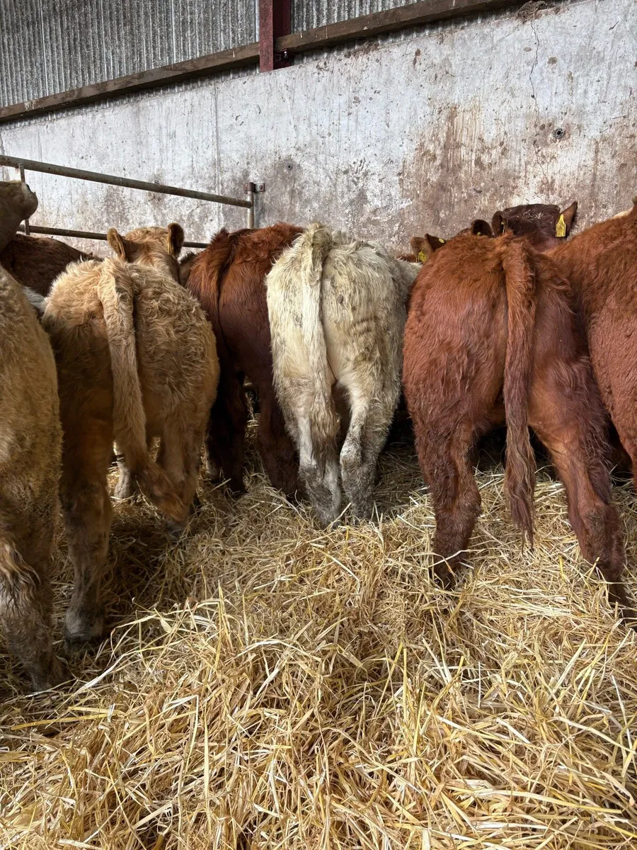 12 smashing Charolais and limousin bulls - Image 4