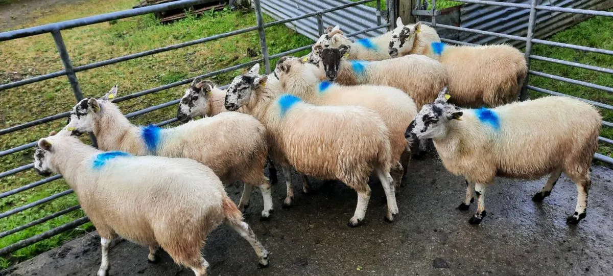25 Hoggets for sale. - Image 1
