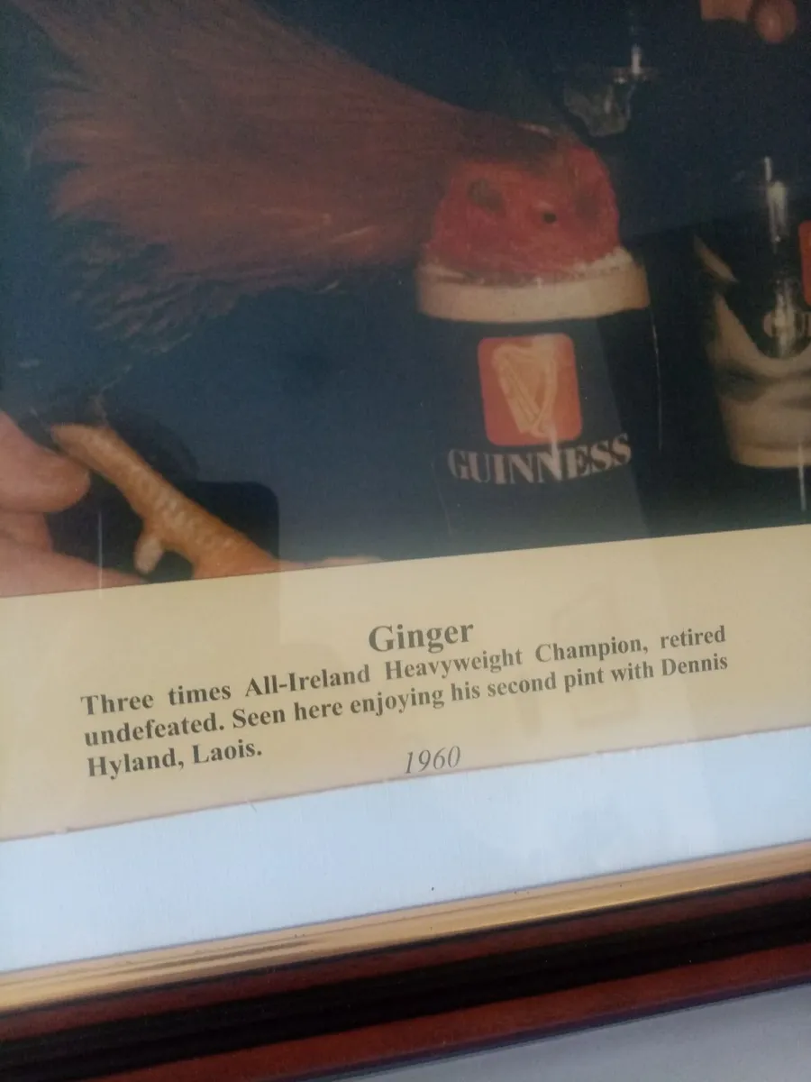 Ginger Fighting Cock - Image 2