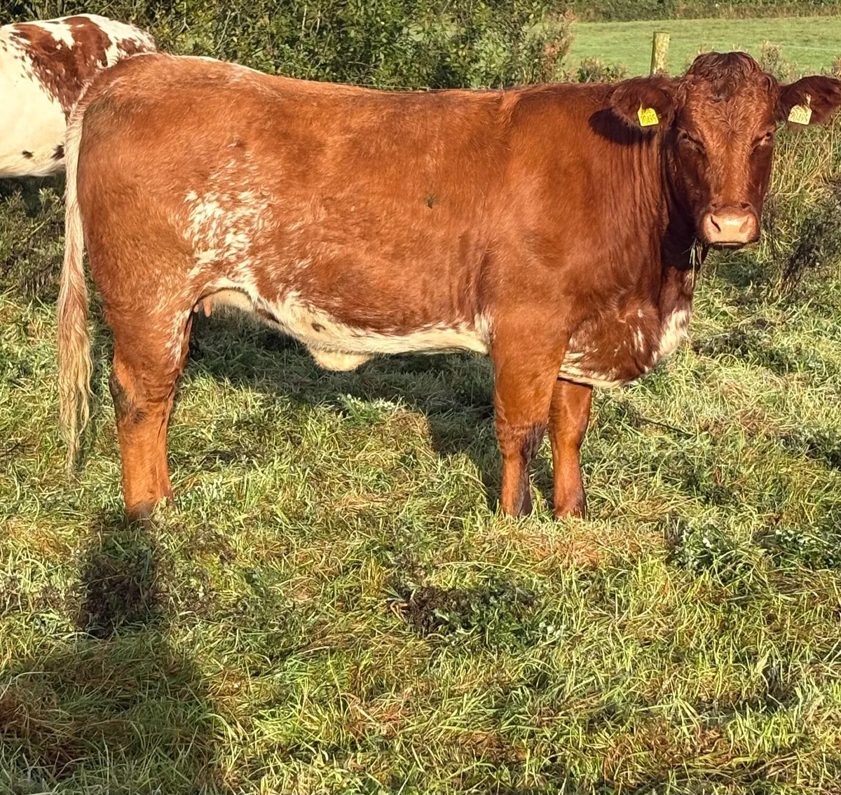 20 heifers for sale at Ballymahon Mart - Image 1