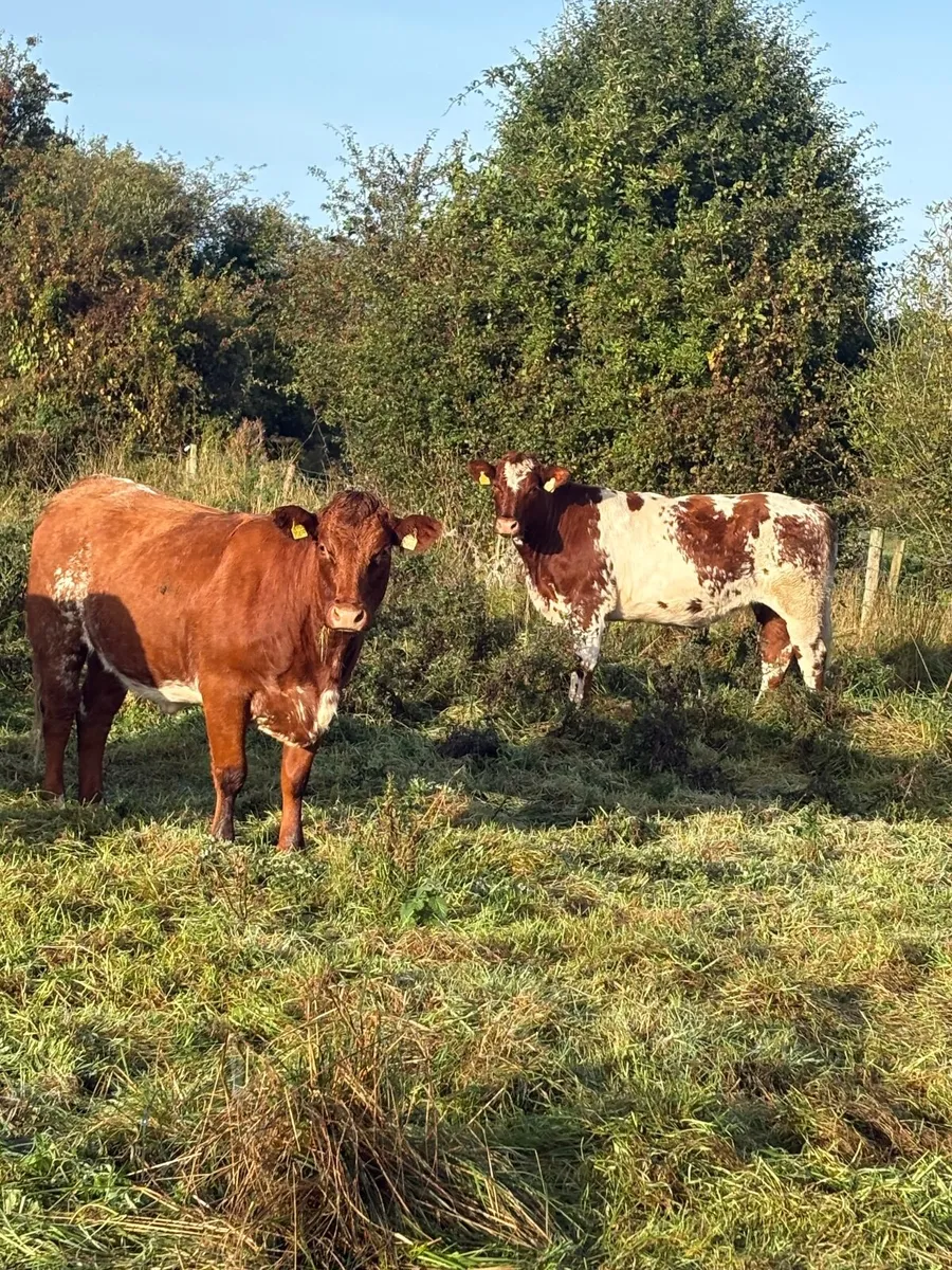 20 heifers for sale at Ballymahon Mart - Image 2