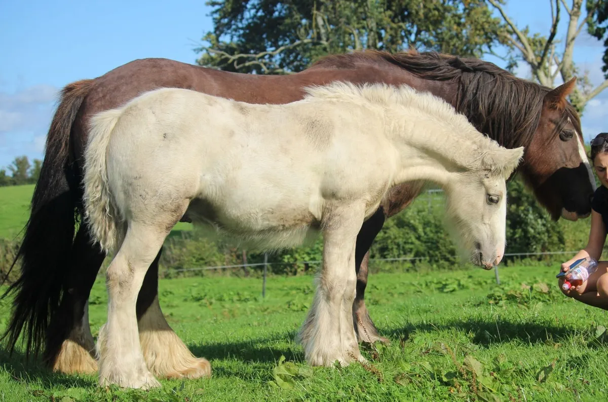 Full Pedigree Irish Cob foals to make 15.2h - Image 2