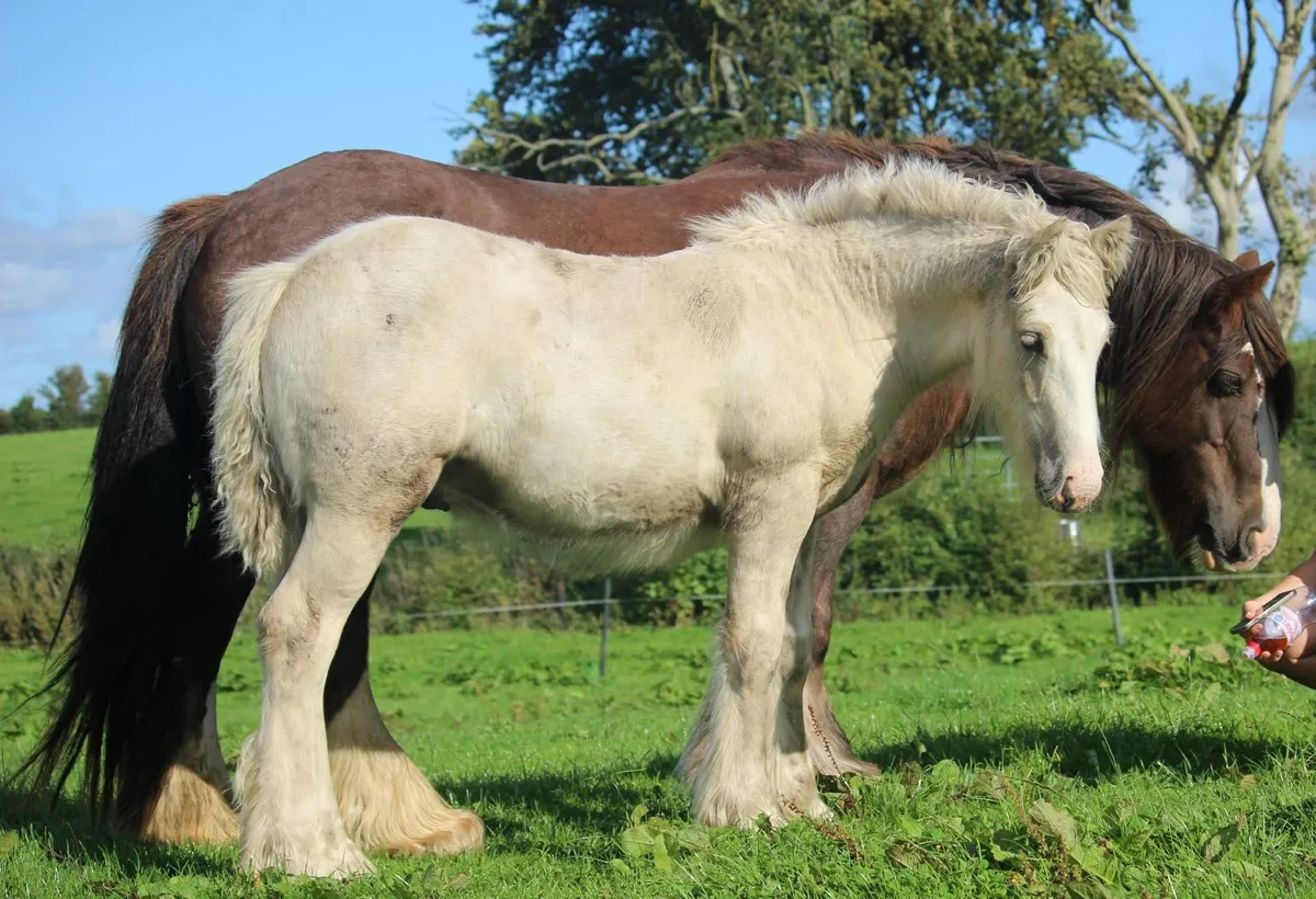 Full Pedigree Irish Cob foals to make 15.2h - Image 1