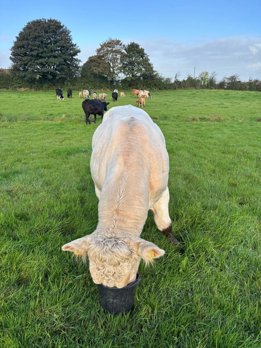 Bull for sale - Image 1