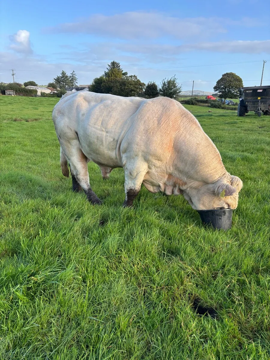 Bull for sale - Image 2