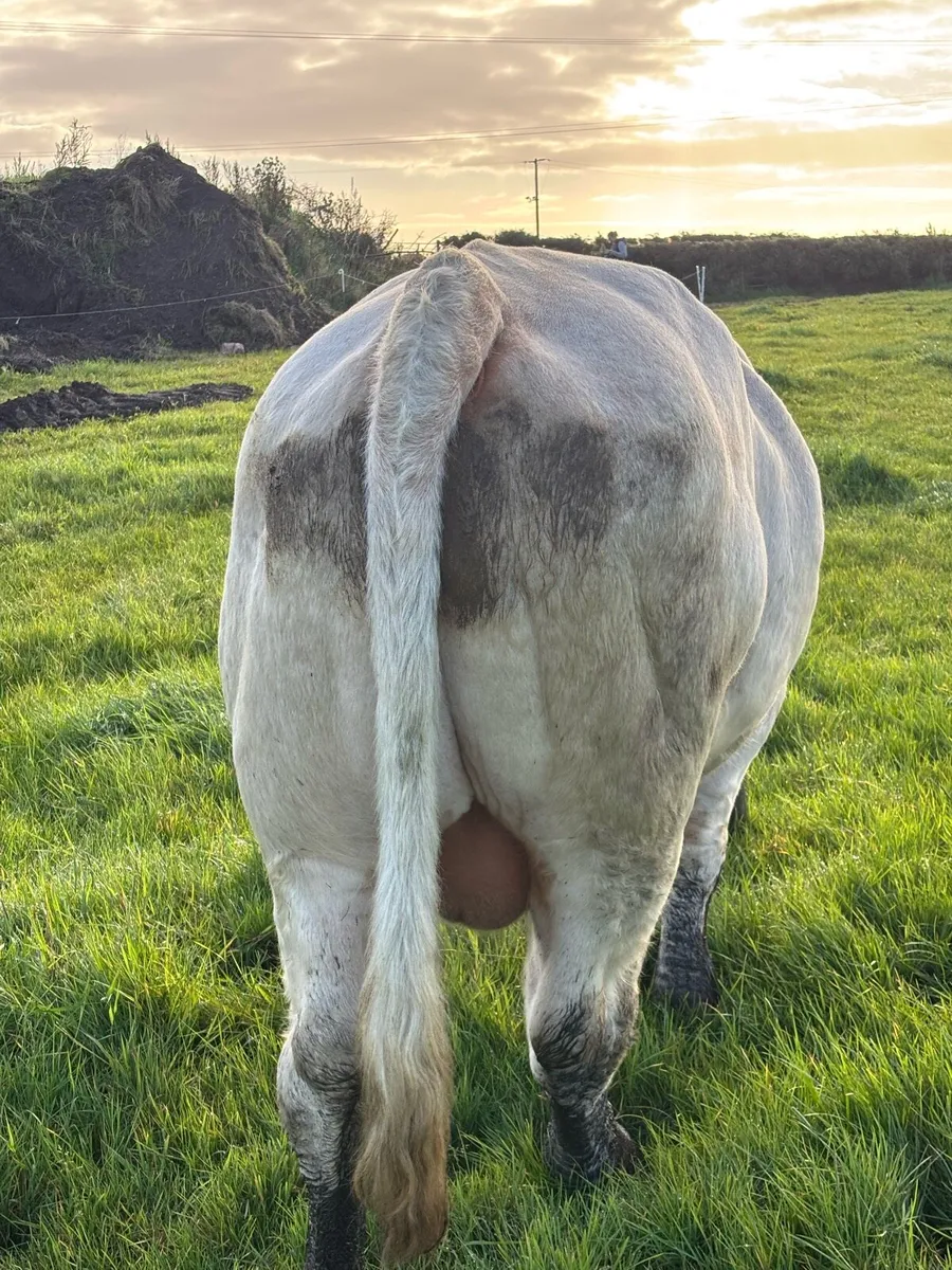 Bull for sale - Image 3