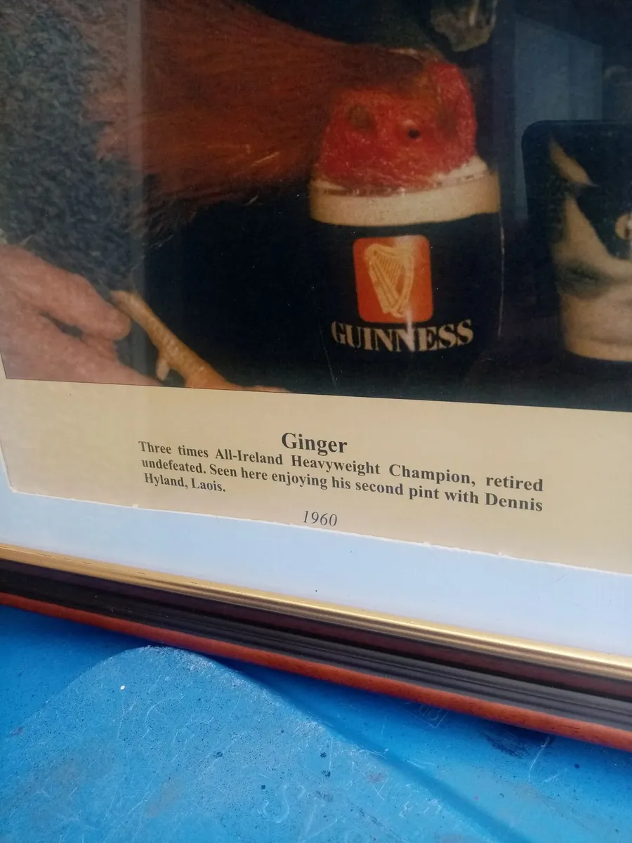 Ginger Fighting Cock - Image 3