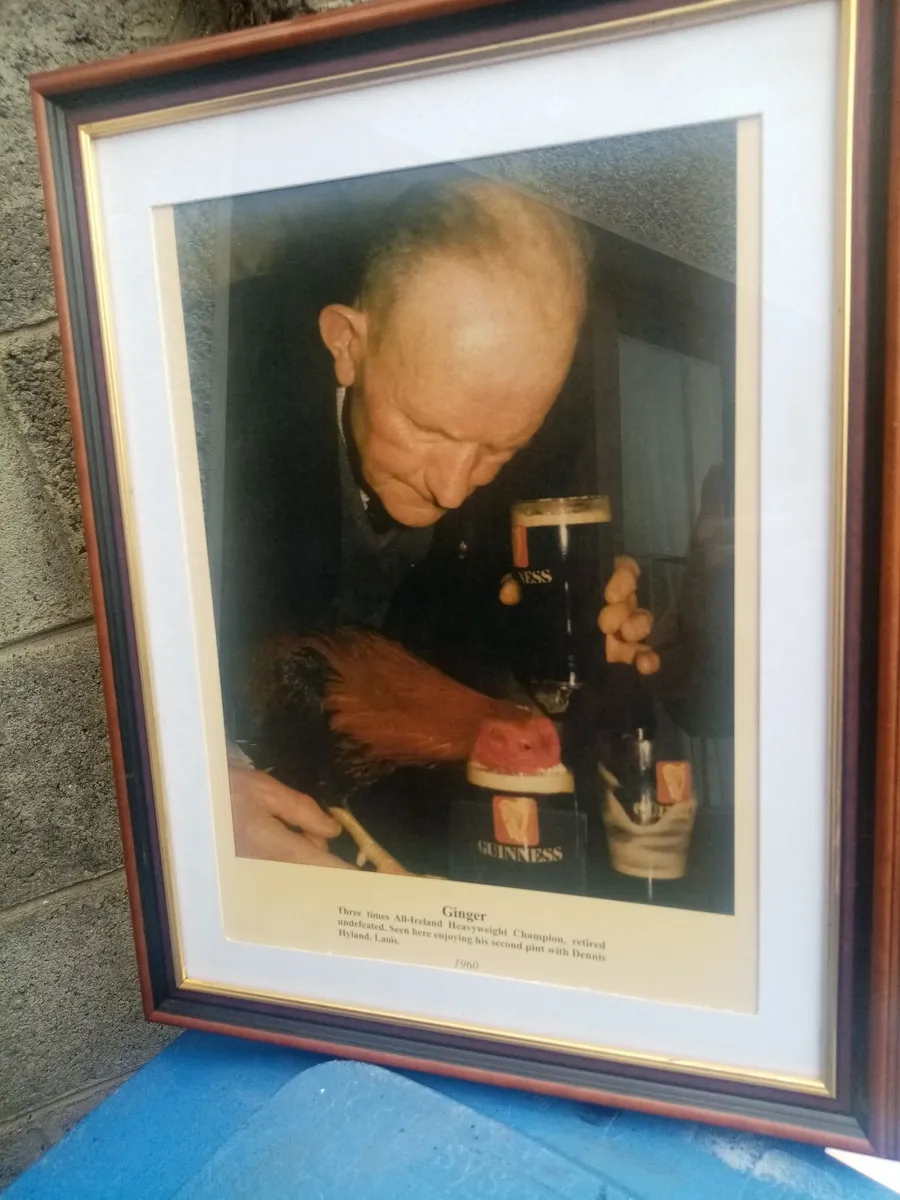 Ginger Fighting Cock - Image 4