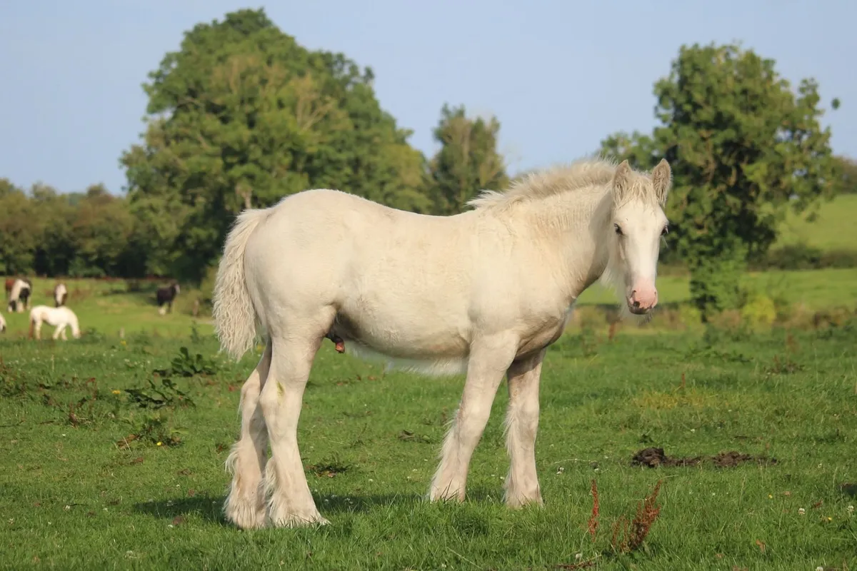 Full Pedigree Irish Cob foals to make 15.2h - Image 3