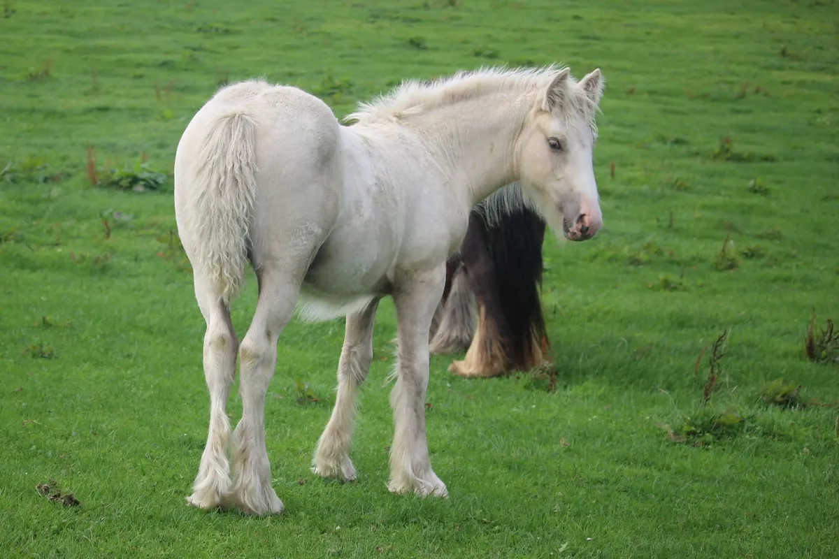 Full Pedigree Irish Cob foals to make 15.2h - Image 4