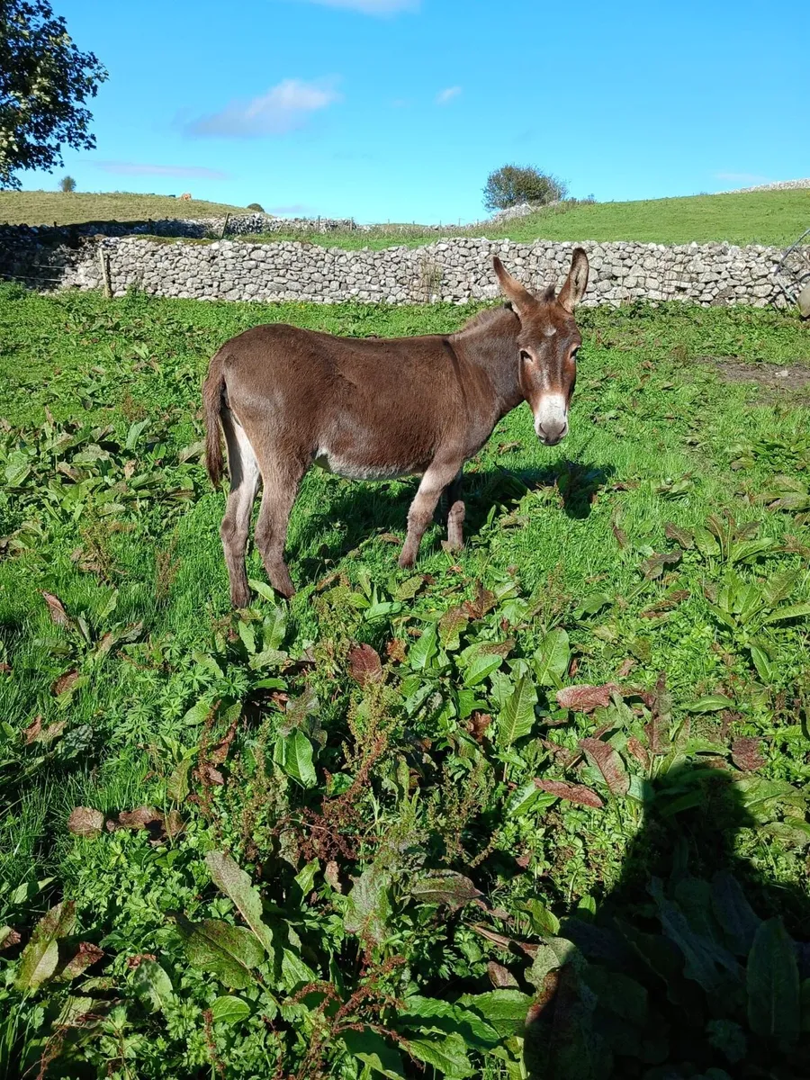 Mare Donkey