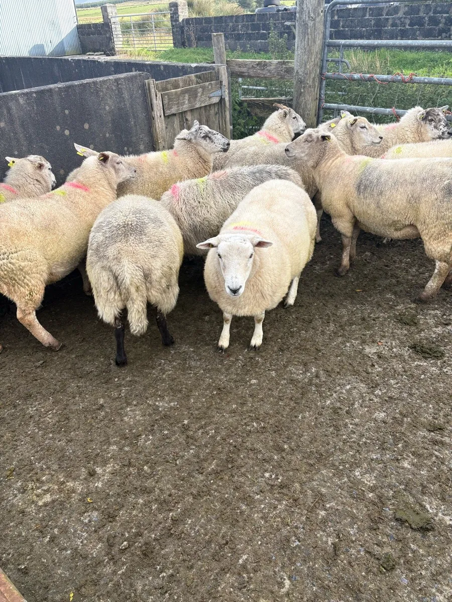 Hoggets - Image 1