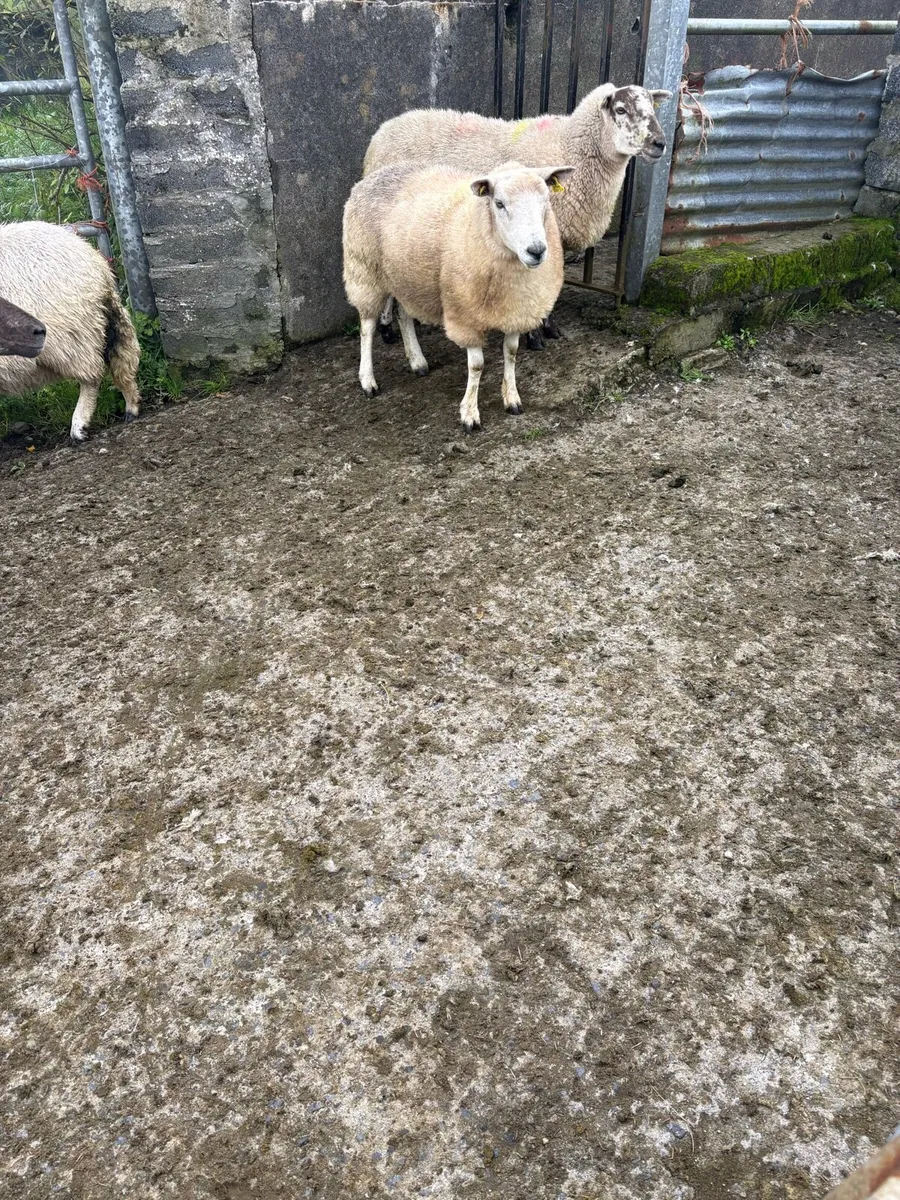 Hoggets - Image 2