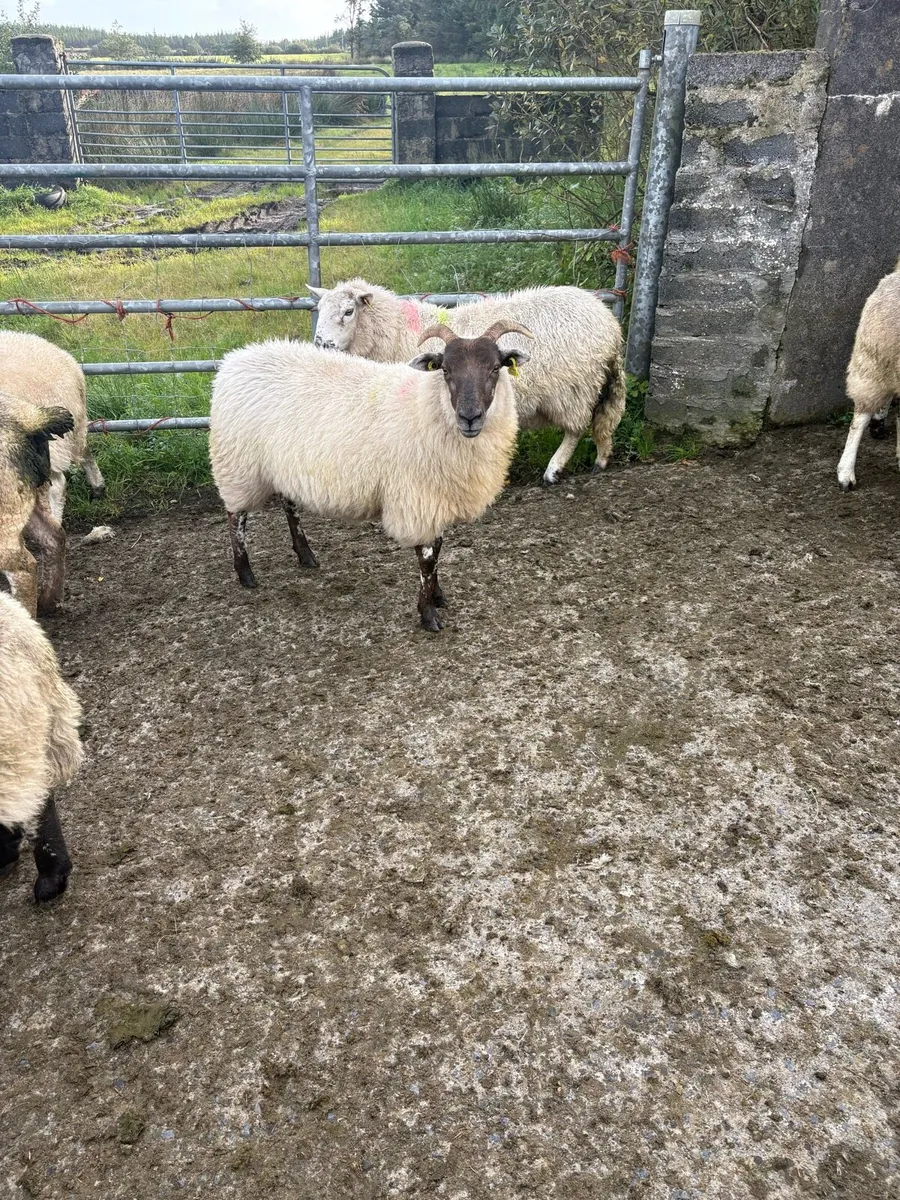 Hoggets - Image 3