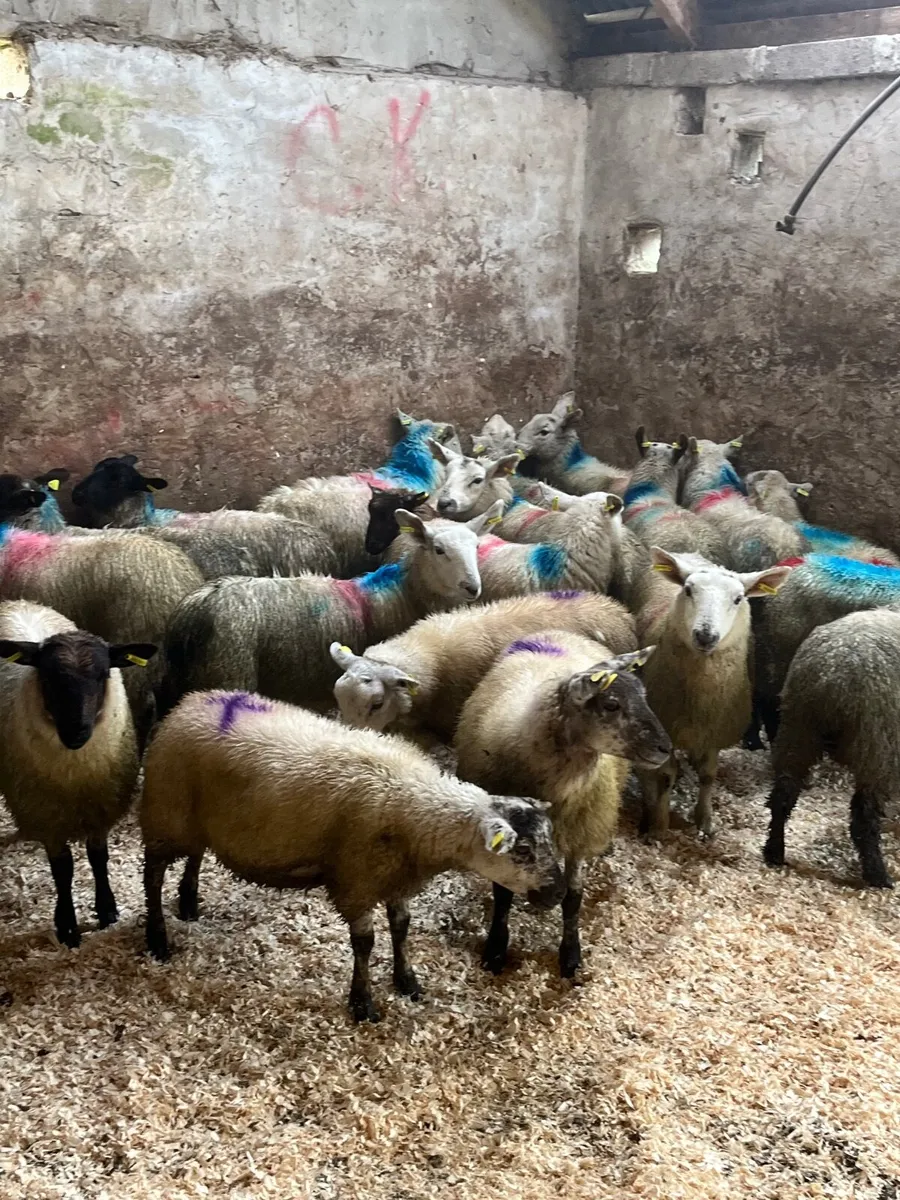 30 ewe lambs - Image 1