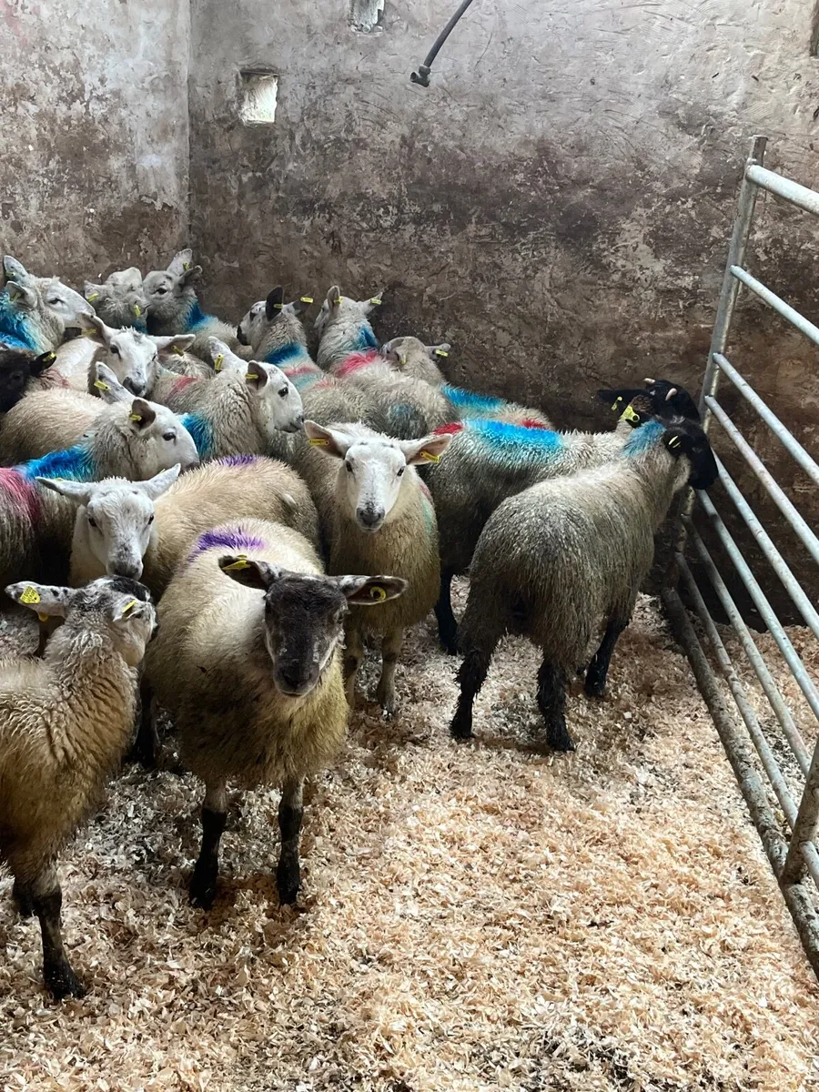 30 ewe lambs - Image 2