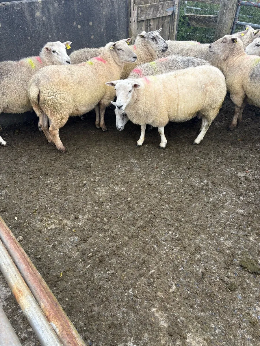 Hoggets - Image 4