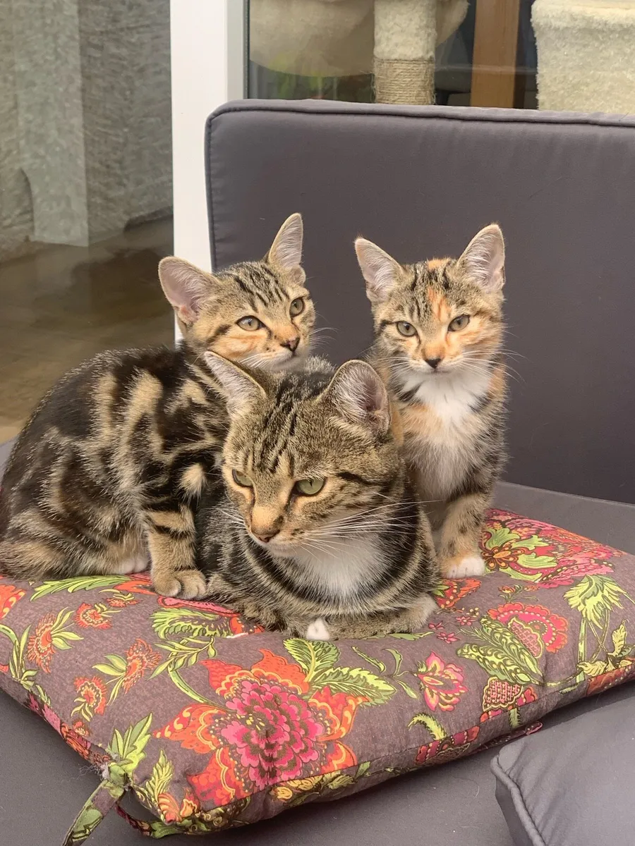 Kittens - Image 1