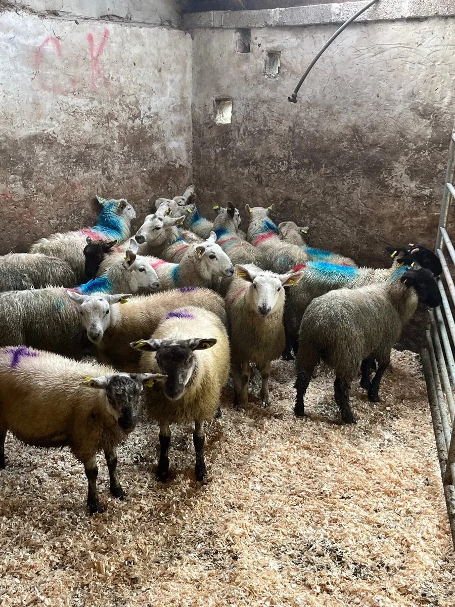 30 ewe lambs - Image 3
