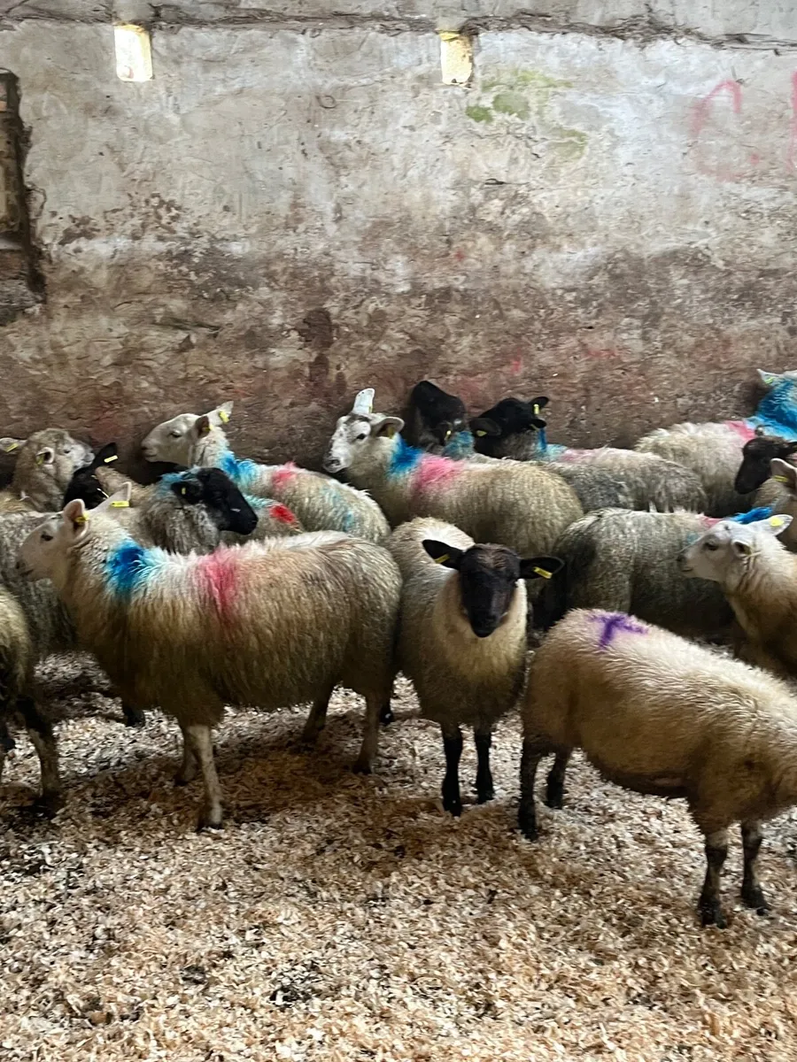 30 ewe lambs - Image 4