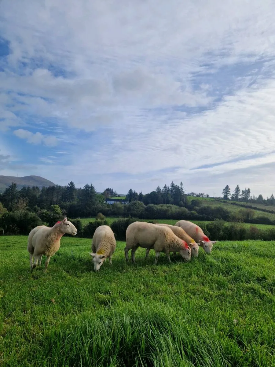 Wicklow cheviots hoggets - Image 1