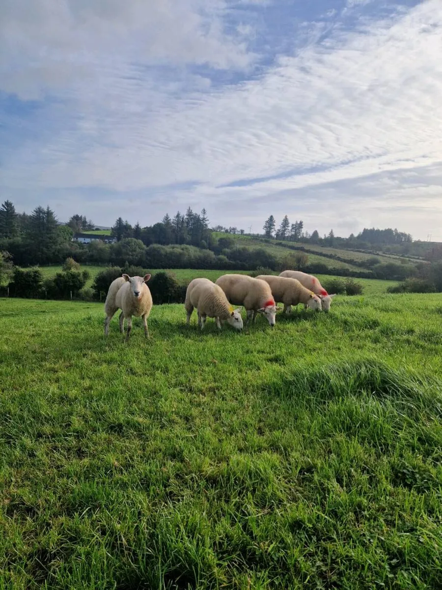 Wicklow cheviots hoggets - Image 2